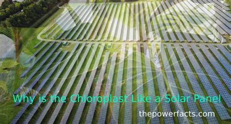 how are solar panels similar to chloroplasts
